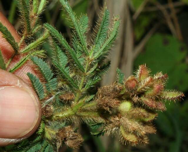 Imagem de Mimosa camporum Benth.