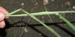 Sorghastrum incompletum (J. Presl) Nash resmi