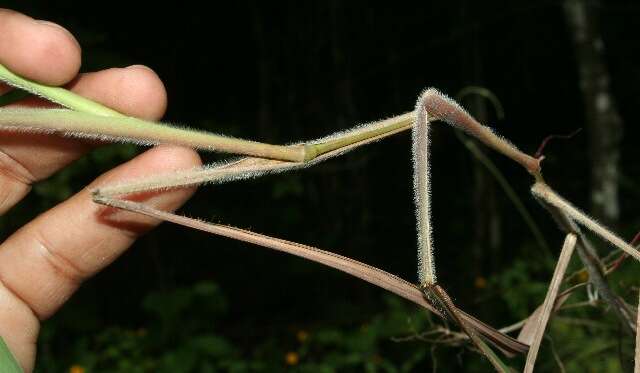 Sorghastrum incompletum (J. Presl) Nash resmi