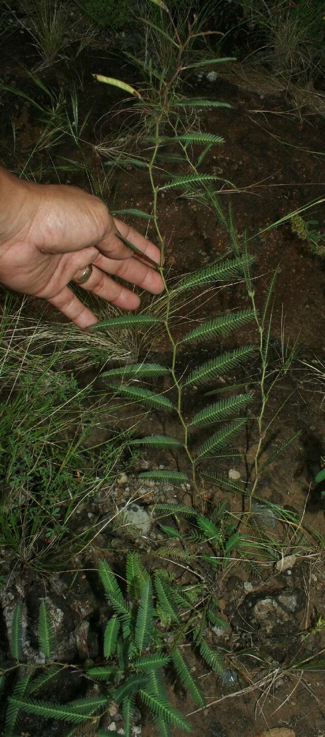 Image de Chamaecrista flexuosa (L.) Greene