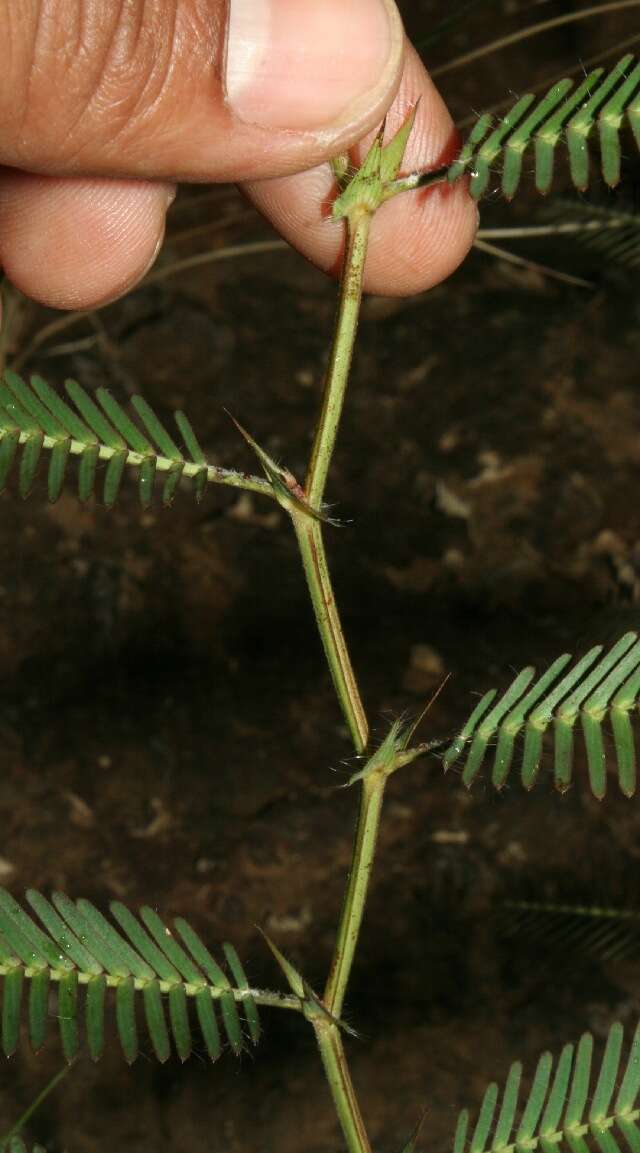 Image de Chamaecrista flexuosa (L.) Greene