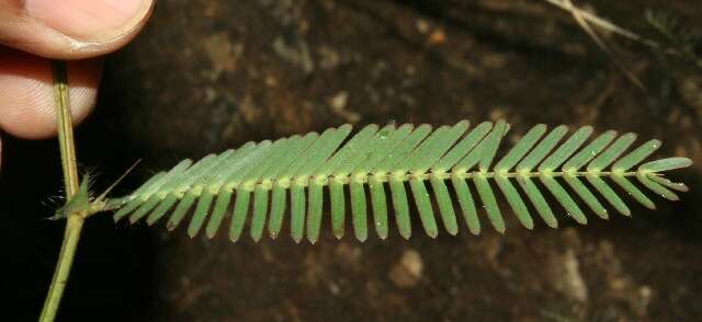 Image de Chamaecrista flexuosa (L.) Greene