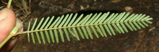 Image de Chamaecrista flexuosa (L.) Greene