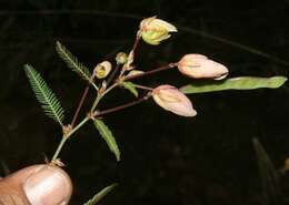 Image de Chamaecrista flexuosa (L.) Greene