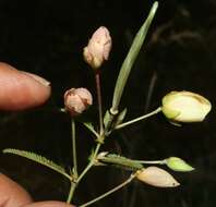 Image de Chamaecrista flexuosa (L.) Greene