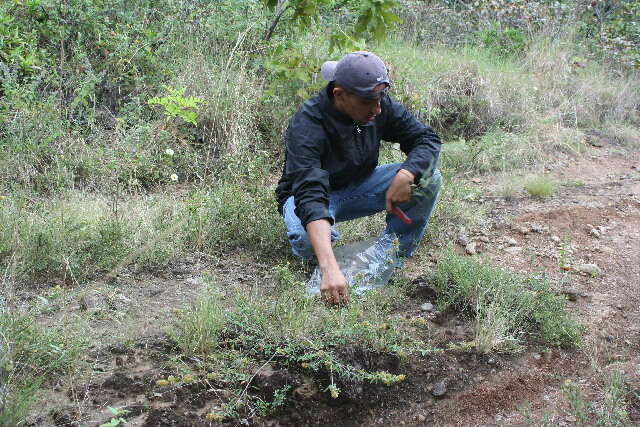 Imagem de Desmodium barbatum (L.) Benth.