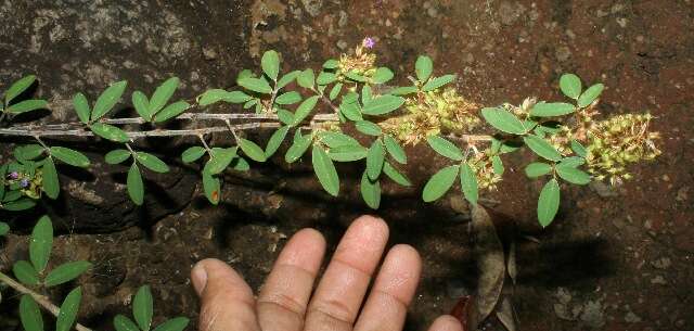 Imagem de Desmodium barbatum (L.) Benth.