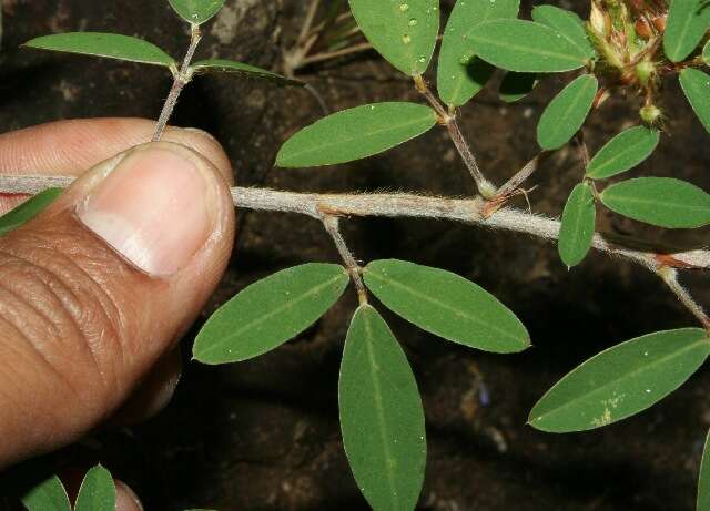 Imagem de Desmodium barbatum (L.) Benth.