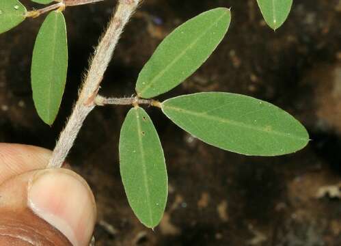 Imagem de Desmodium barbatum (L.) Benth.