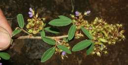 Imagem de Desmodium barbatum (L.) Benth.