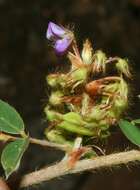 Imagem de Desmodium barbatum (L.) Benth.