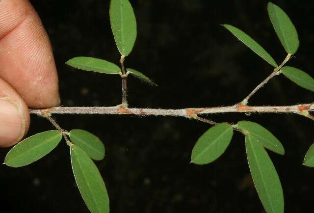 Imagem de Desmodium barbatum (L.) Benth.