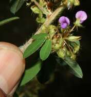 Imagem de Desmodium barbatum (L.) Benth.