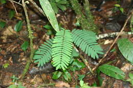 Image of Senegalia tenuifolia (L.) Britton & Rose