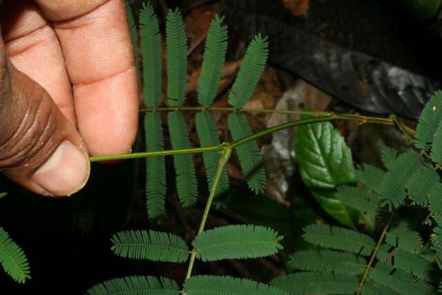 Image of Senegalia tenuifolia (L.) Britton & Rose