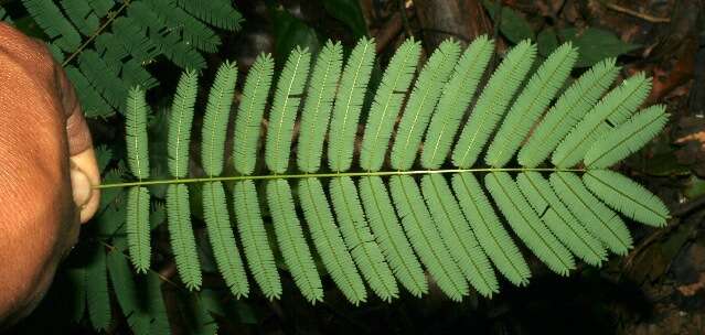 Image of Senegalia tenuifolia (L.) Britton & Rose