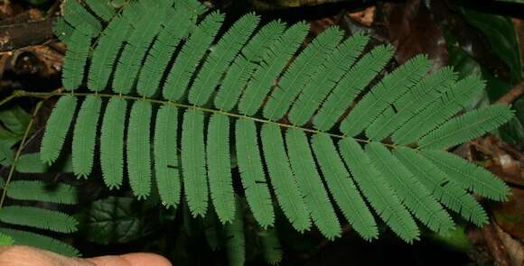 Image of Senegalia tenuifolia (L.) Britton & Rose