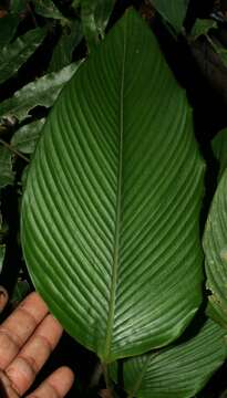 Image of Calathea lasiostachya Donn. Sm.