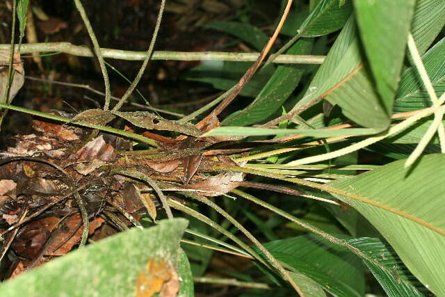 Asterogyne martiana (H. Wendl.) H. Wendl. ex Drude resmi