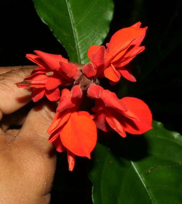 Image of Fiery spike