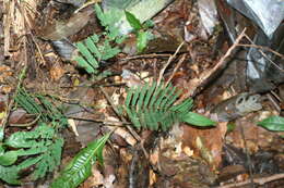 Image of Senegalia tenuifolia (L.) Britton & Rose