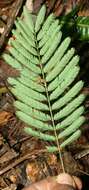 Image of Senegalia tenuifolia (L.) Britton & Rose