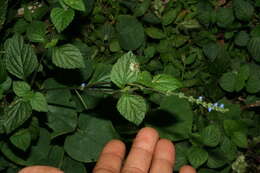 Image of West Indian sage