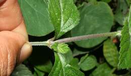 Image of West Indian sage