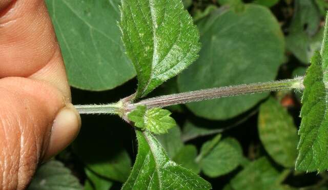 Image of West Indian sage