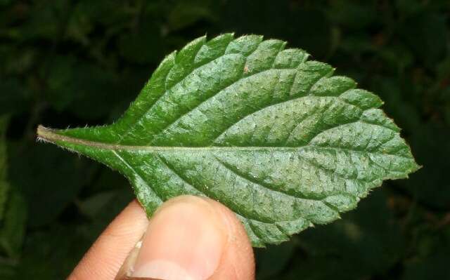 Image of West Indian sage