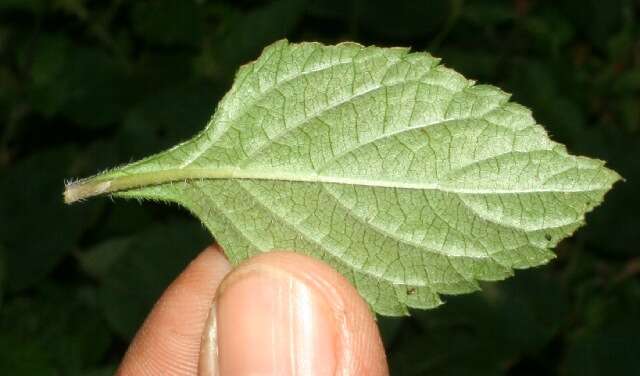 Image of West Indian sage