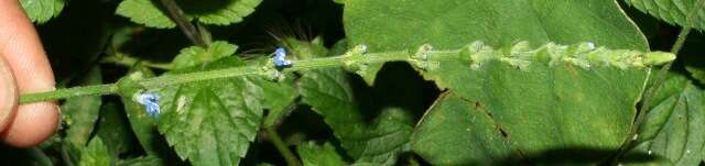 Image of West Indian sage