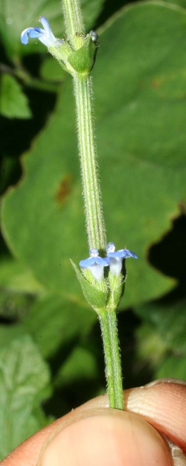 Image of West Indian sage