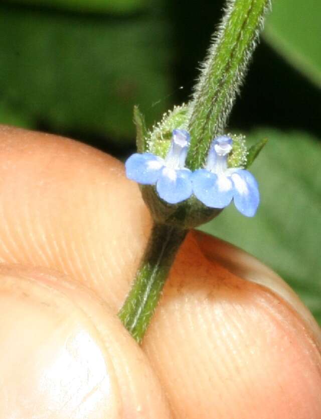 Image of West Indian sage