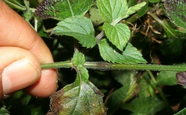 Image of West Indian sage