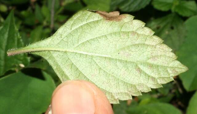 Image of West Indian sage