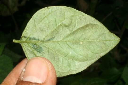 Image of Hebecarpa costaricensis (Chodat) J. R. Abbott & J. F. B. Pastore