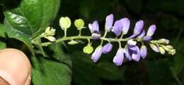 Image of Hebecarpa costaricensis (Chodat) J. R. Abbott & J. F. B. Pastore