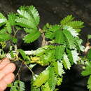 Слика од Calliandra rubescens (M. Martens & Galeotti) Standl.