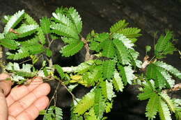 Image de Calliandra rubescens (M. Martens & Galeotti) Standl.