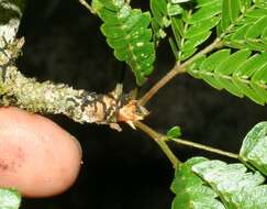 Image de Calliandra rubescens (M. Martens & Galeotti) Standl.