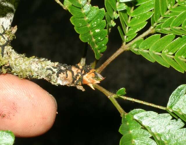 Image de Calliandra rubescens (M. Martens & Galeotti) Standl.