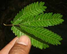 Image de Calliandra rubescens (M. Martens & Galeotti) Standl.