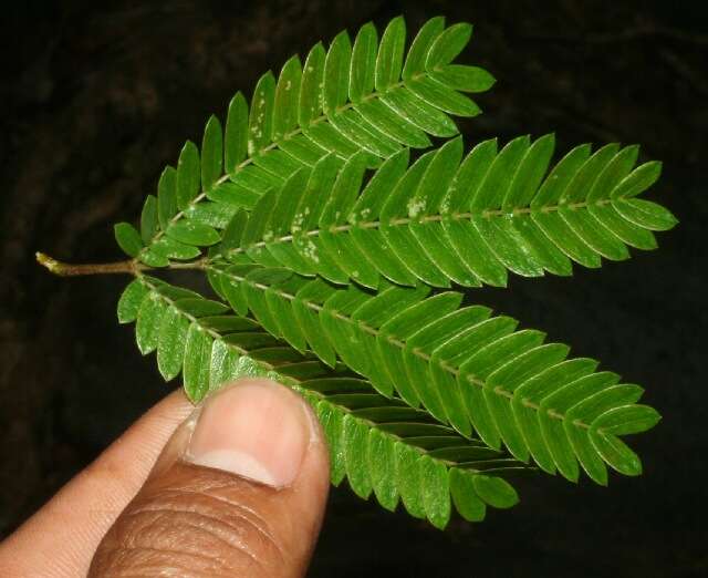 Image de Calliandra rubescens (M. Martens & Galeotti) Standl.