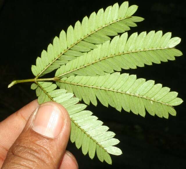 Image de Calliandra rubescens (M. Martens & Galeotti) Standl.