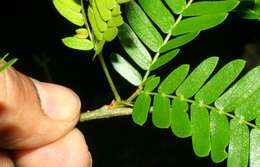 Image de Calliandra rubescens (M. Martens & Galeotti) Standl.