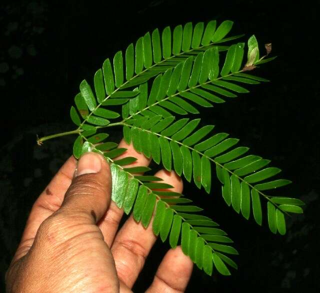 Image de Calliandra rubescens (M. Martens & Galeotti) Standl.