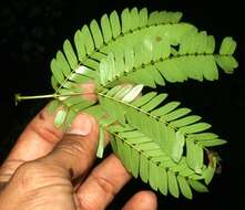 Image de Calliandra rubescens (M. Martens & Galeotti) Standl.