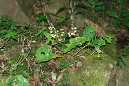 Image of begonia