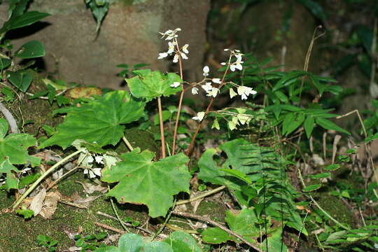 Слика од Begonia sericoneura Liebm.